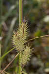 False hop sedge